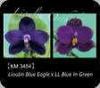 P. Lioulin Blue Eagle x LL Blue in Green